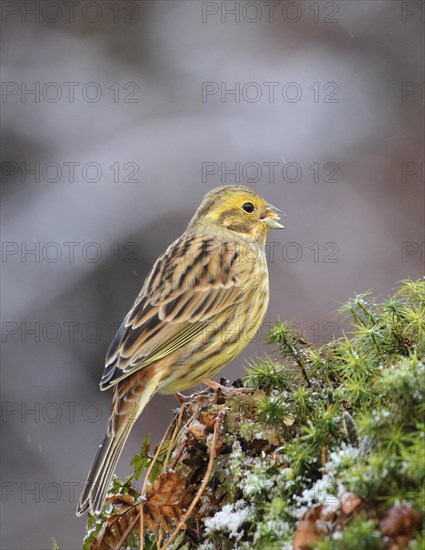 Yellowhammer