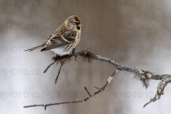 Arctic Redpoll