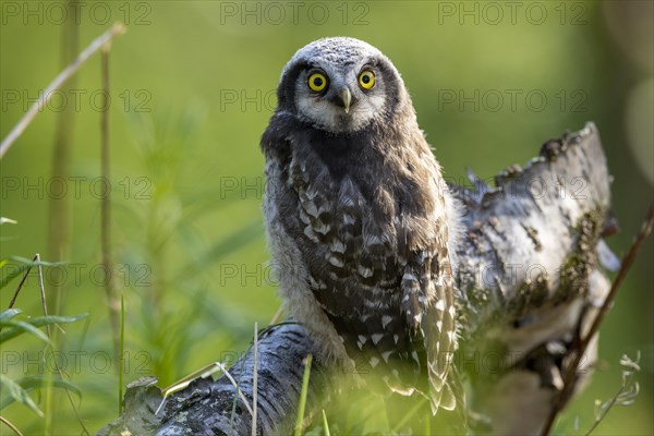 Northern hawk owl