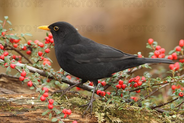 Blackbird