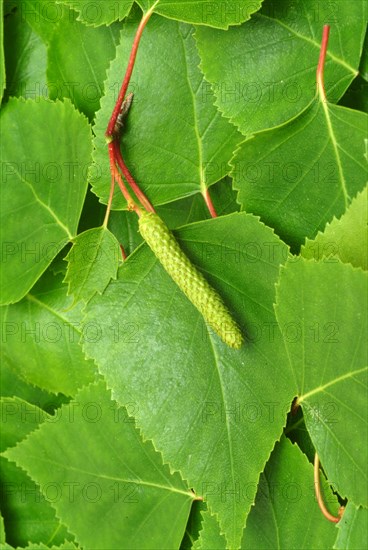 Medicinal plant Birch