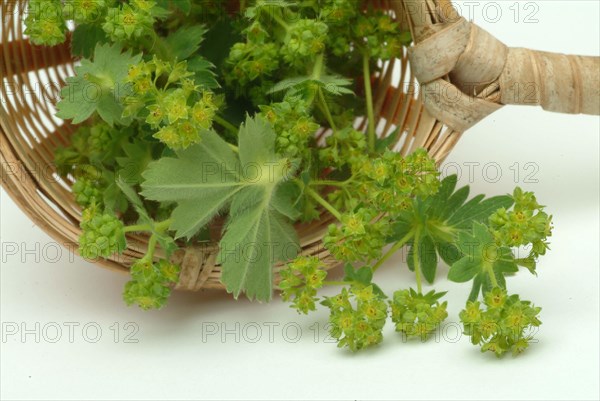 Medicinal plant lady's mantle