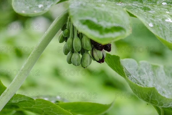 Dysosma mayapple