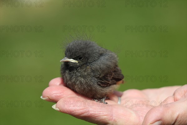 Black Redstart