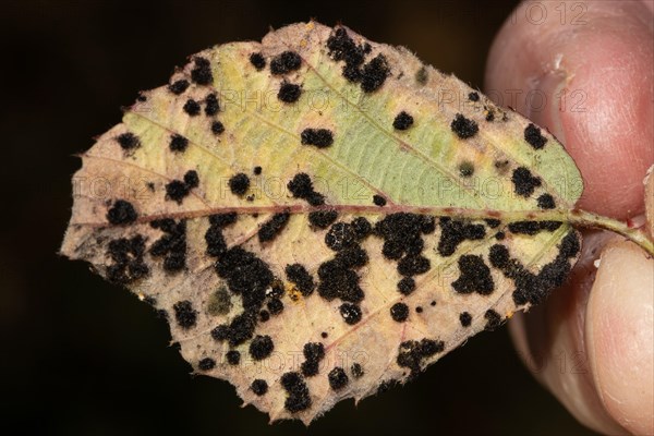 Thin-walled blackberry rust Leaf with many dark leaf spots next to each other