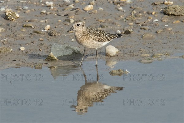 Little Ringed Plover with reflection standing at water's edge looking left