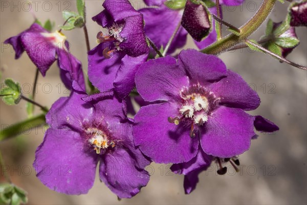 Phoenician mullein two opened purple flowers side by side