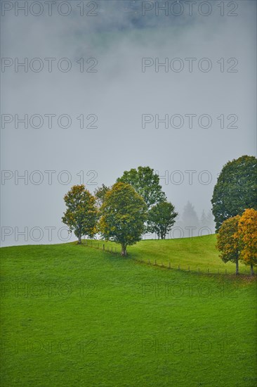 Norway maple