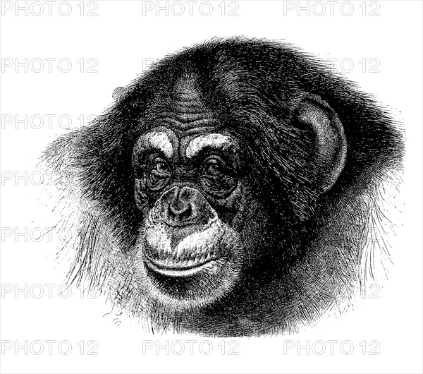 Chimpanzee