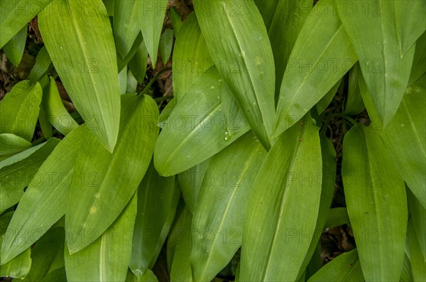 Close-up of bar leek