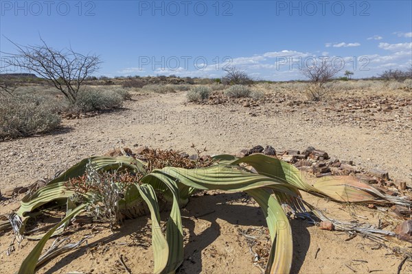 Welwitschia