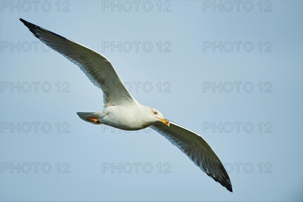 Yellow-legged gull