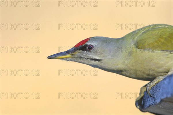 Grey-headed woodpecker