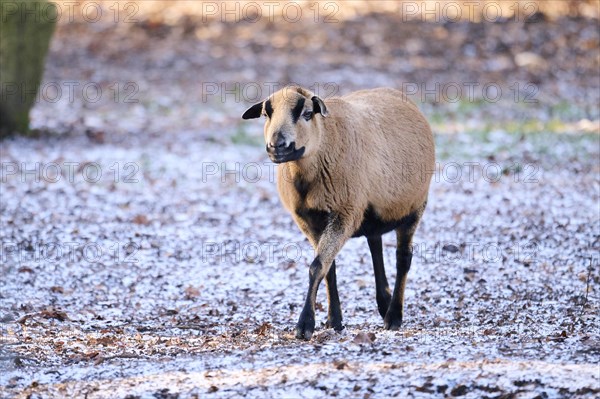 Female Cameroon sheep