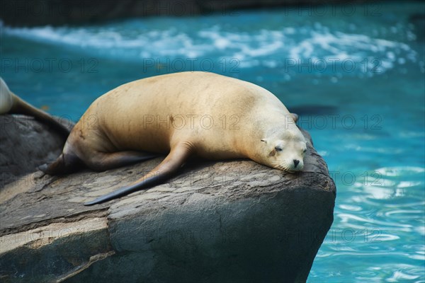 California sea lion