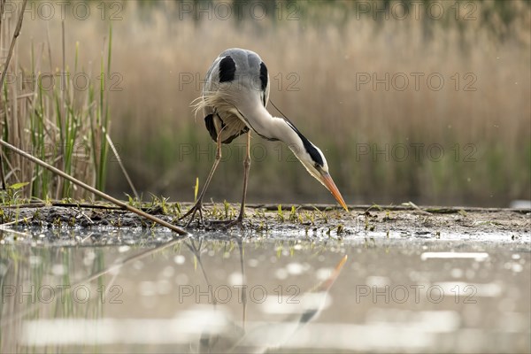 Grey heron