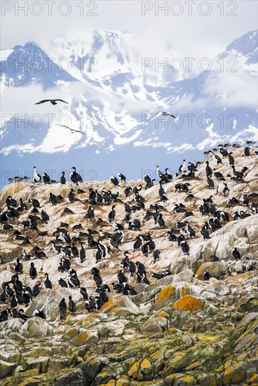 A rocky island full of cormorants in the Beagle Channel