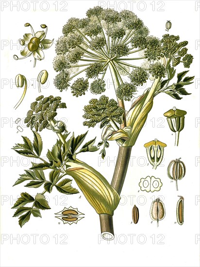 Medicinal plant