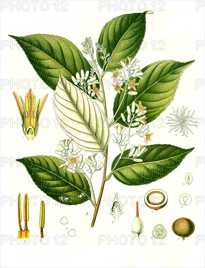 Medicinal plant