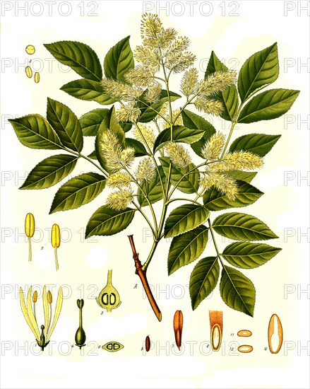 Medicinal plant