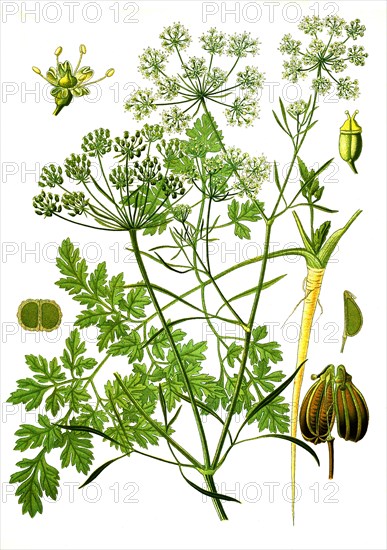 Medicinal plant