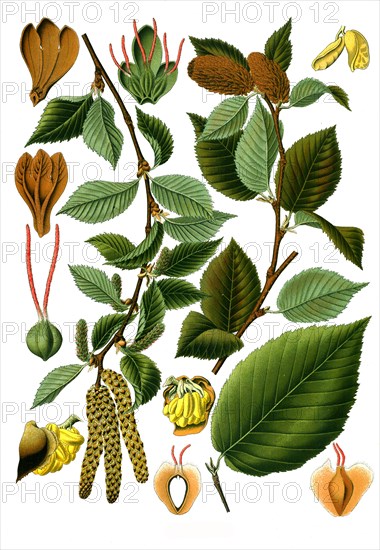 Medicinal plant