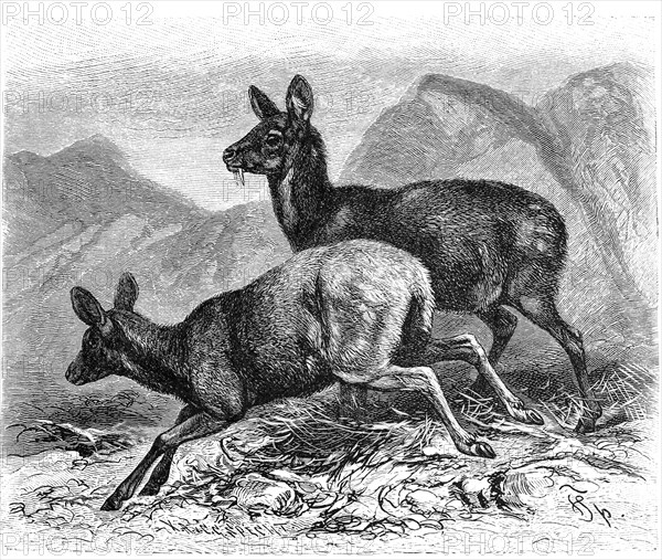 Siberian musk deer