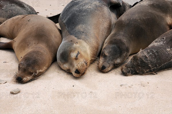 Galapagos sea lion