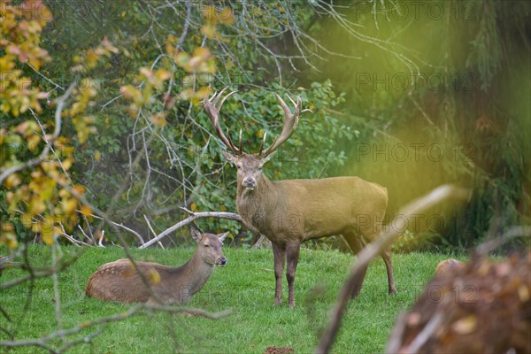 European red deer