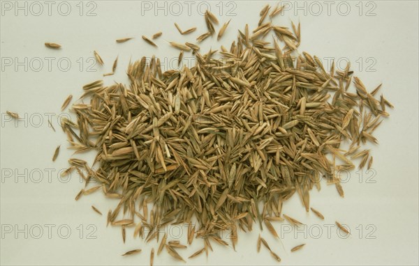Medicinal herbs: Hay flower seeds
