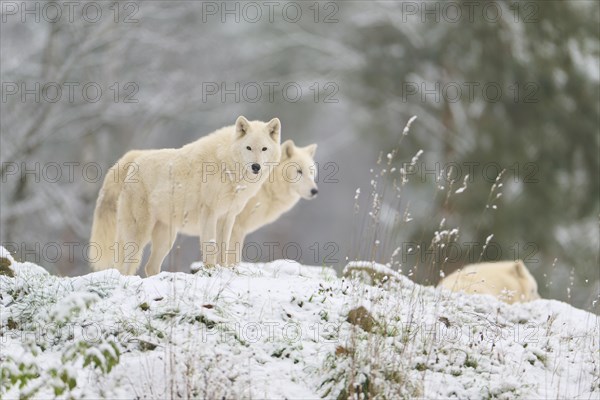 Arctic wolf