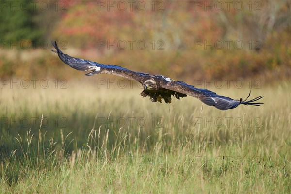 Steppe Eagle