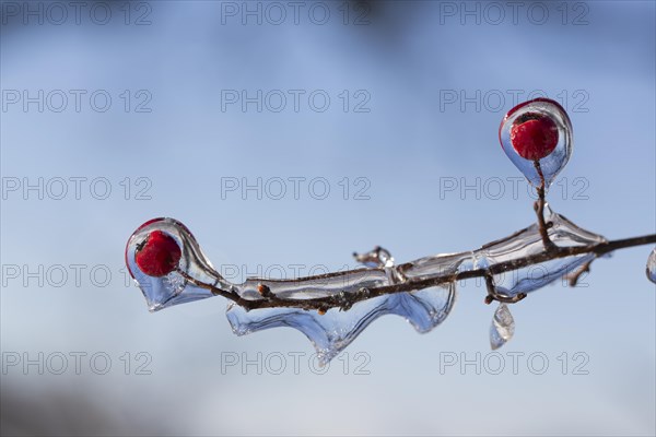 Hawthorn with red fruits covered with ice after freezing rain