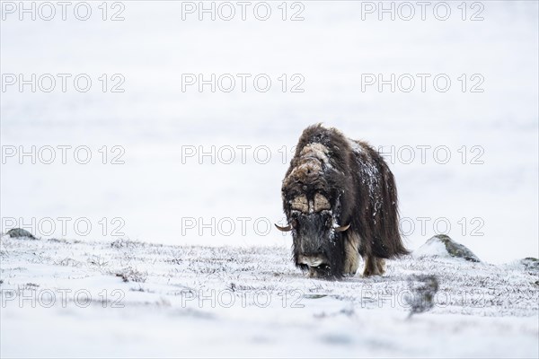 Musk ox