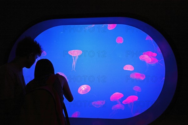 Red-lit jellyfish in a pool