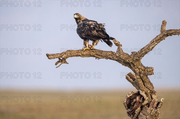 Spanish Imperial Eagle