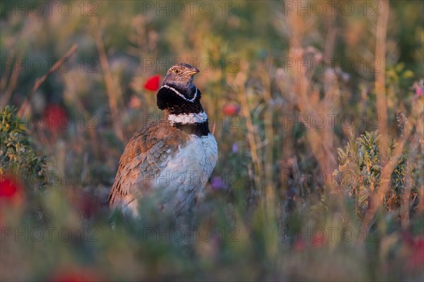 Little Bustard