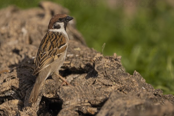 Eurasian tree sparrow