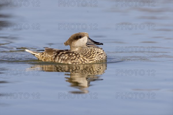 Marbled Duck