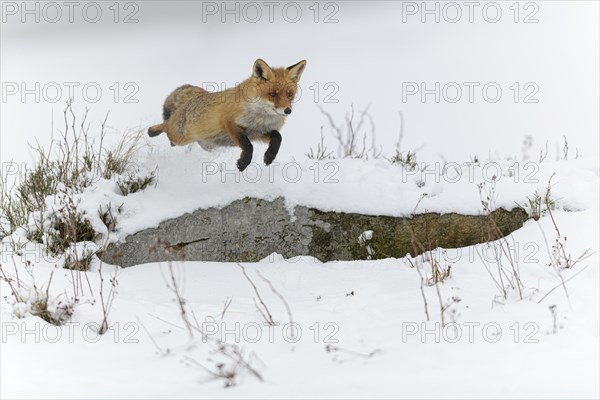 Red fox