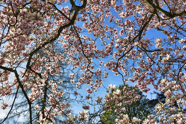 Flowering magnolia tree