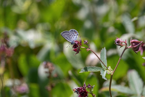 Agriades optilete