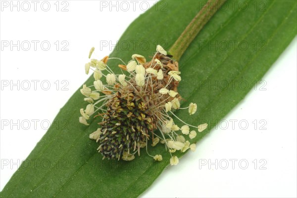 Medicinal plantain