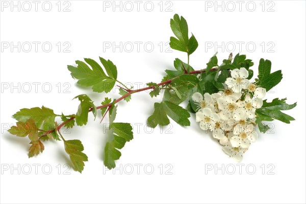 Medicinal plant hawthorn