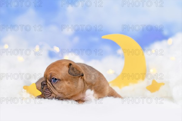 Lilac Rred fawn French Bulldog puppy between fluffy clouds with moon and stars