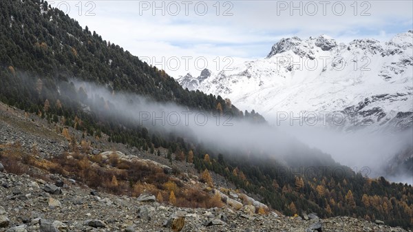 Autumn larch forest in Val Morteratsch