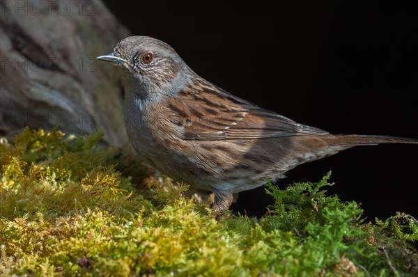 Dunnock