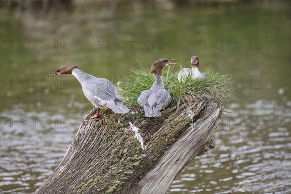 Common merganser