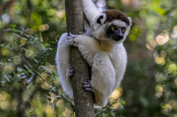 Leaping verreauxi lemur