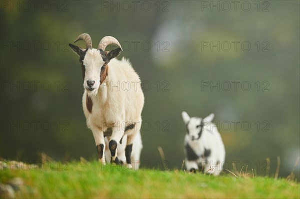 Domestic goats